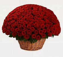 Премиум букет из: Розы в Зеленодольске